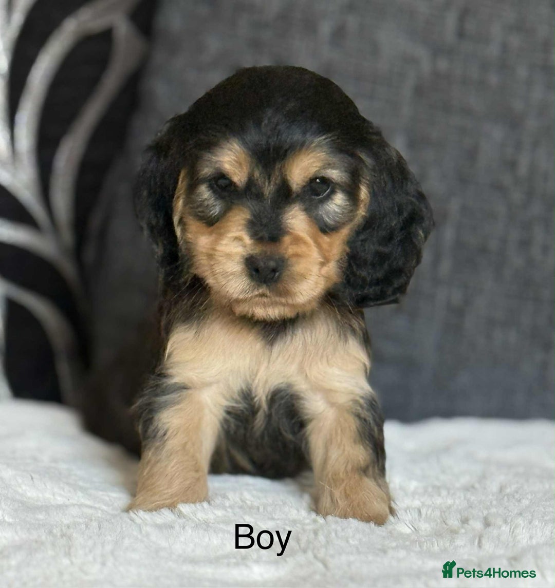 Cocker Spaniel dogs for sale: Kc registered cocker spaniels poops for sale - Image 6