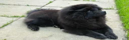 Chow Chow dogs for sale: Willow the chow chow - Advert 5