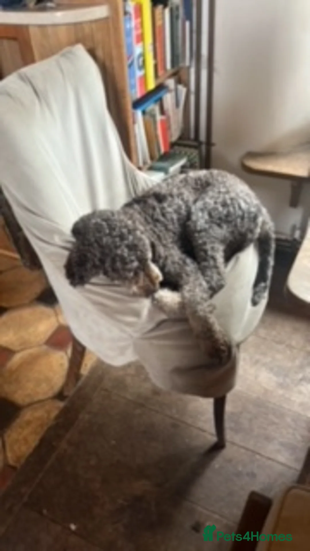 Lagotto Romagnolo dogs for sale: GIGLI KENNEL NAME EMO DELLA CASCINETTA - Advert 1