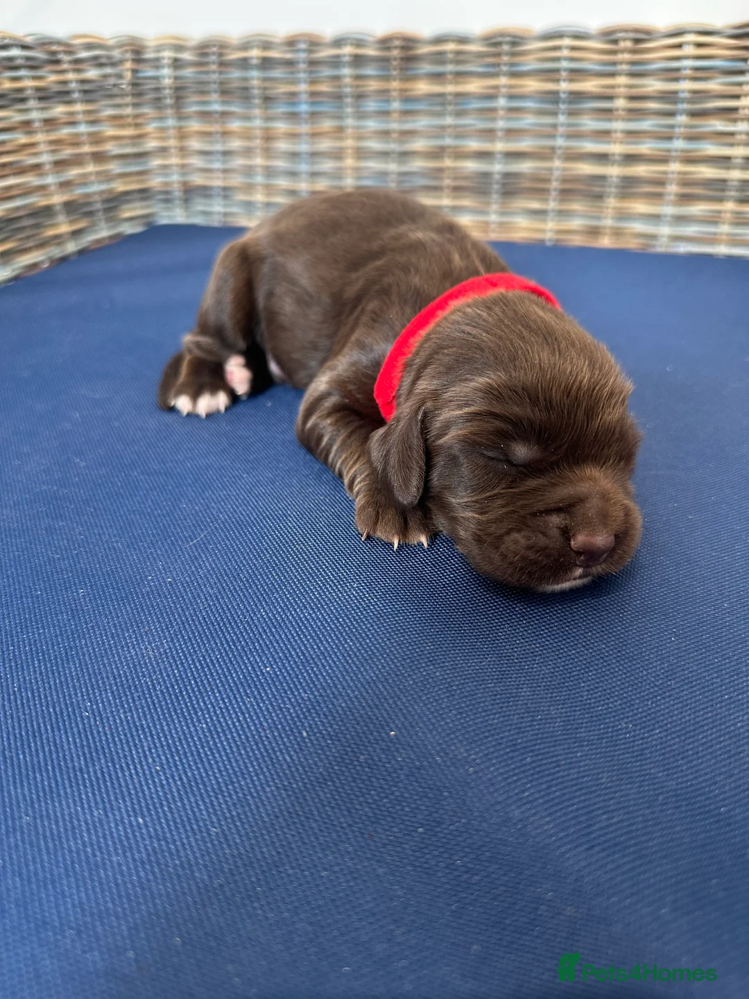 Sprocker dogs for sale: Fully DNA Health Tested F1 Sprocker Puppies - Advert 16