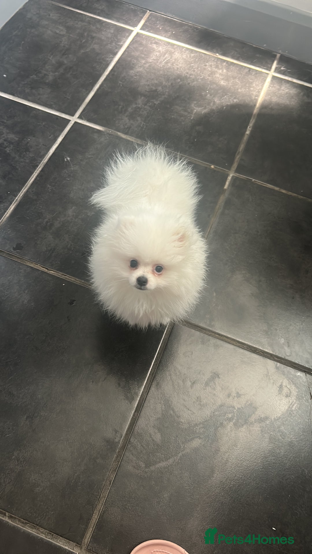 Pomeranian dogs for sale: Tiny Pomeranian Girl Puppy READY NOW - Image 13