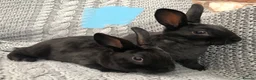 Rex rabbits for sale: Beautiful velvet mini Rex & Rex rabbits - Advert 7
