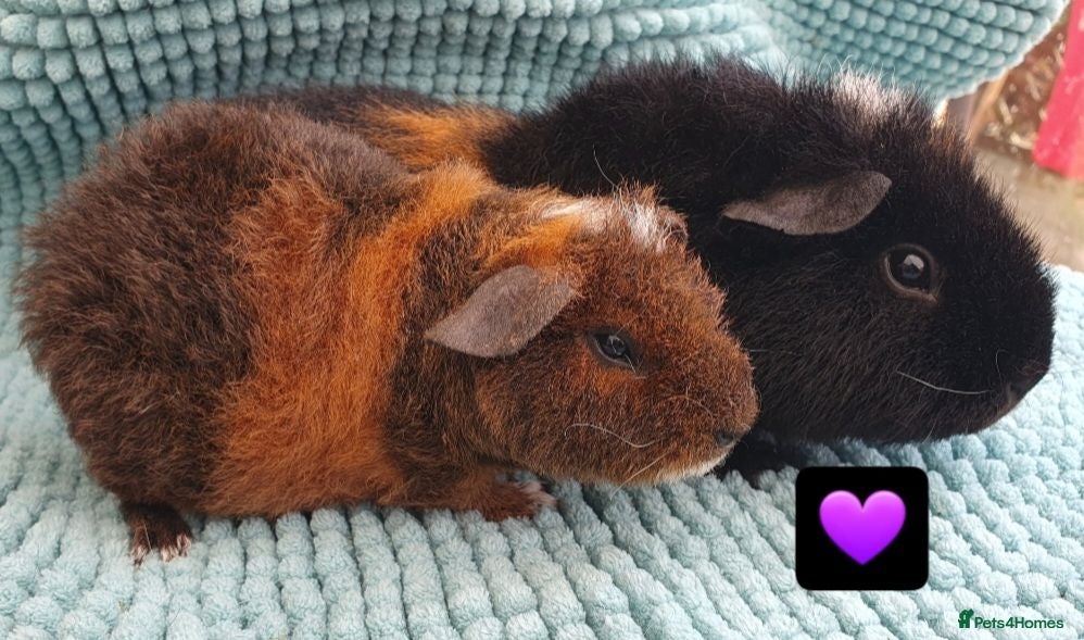 Guinea Pig rodents Beautiful guinea pigs - Advert 1