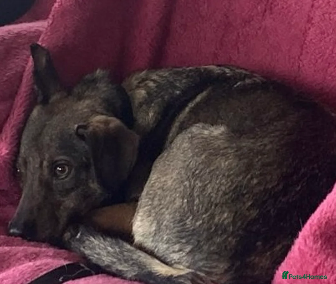 Mixed Breed dogs for adoption: Gentle, affectionate Harry needs a forever home - Advert 4