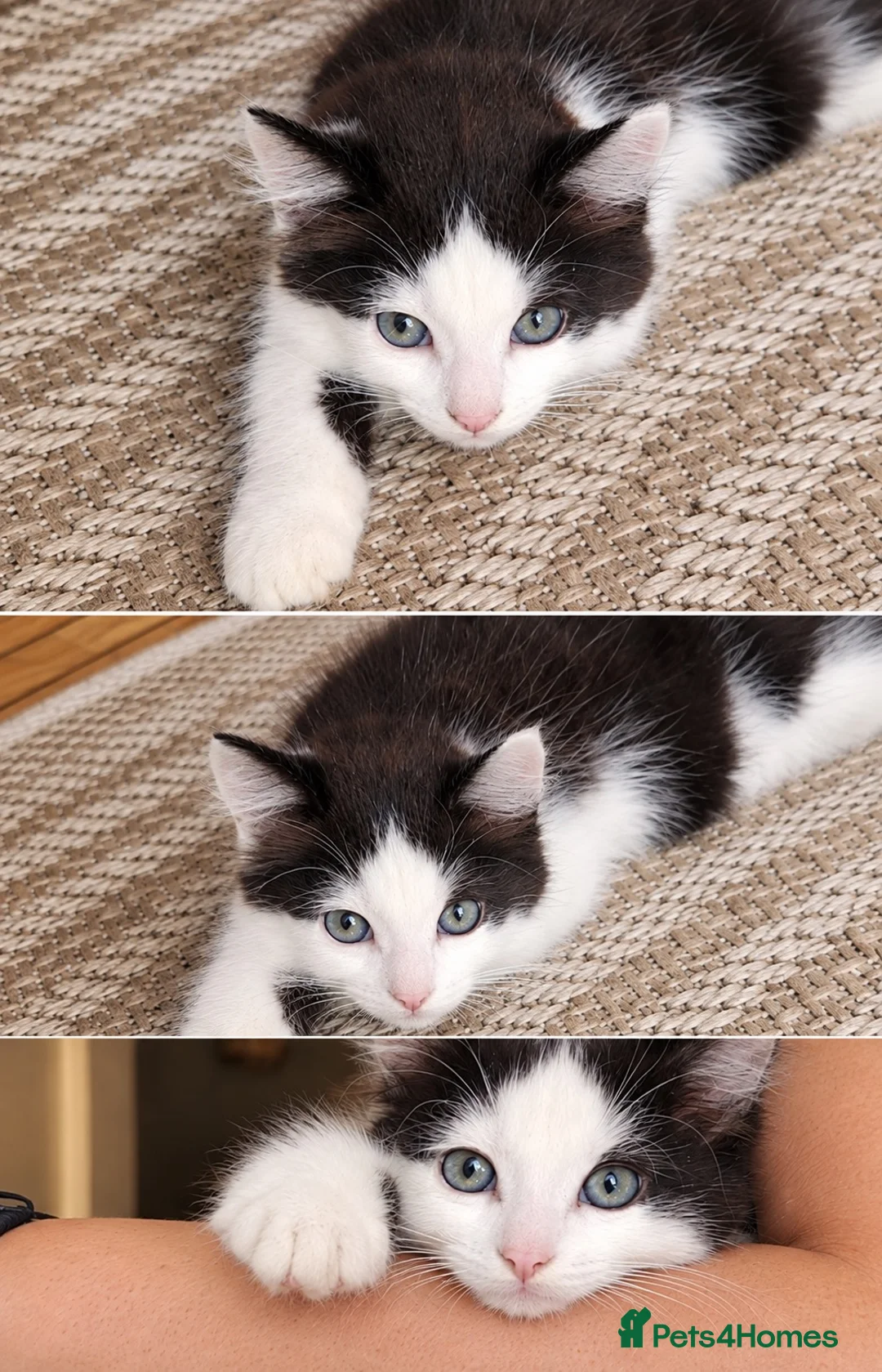 Mixed Breed cats for sale: Male kitten - Advert 1