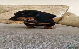 Dachshund dogs for sale: Dachshund puppies ready to leave  - Image 13