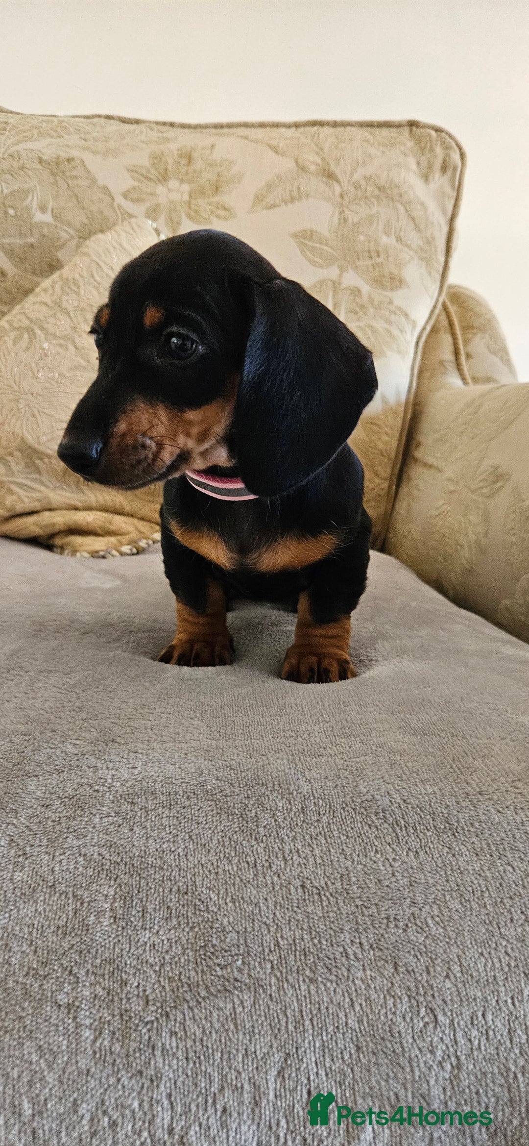 Dachshund dogs for sale: Dachshund puppies ready to leave  - Image 13