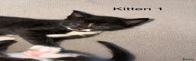 Kitten 1