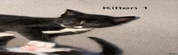 Domestic Shorthair cats for sale: 3 Black/Grey/Tabby Kittens - Advert 8