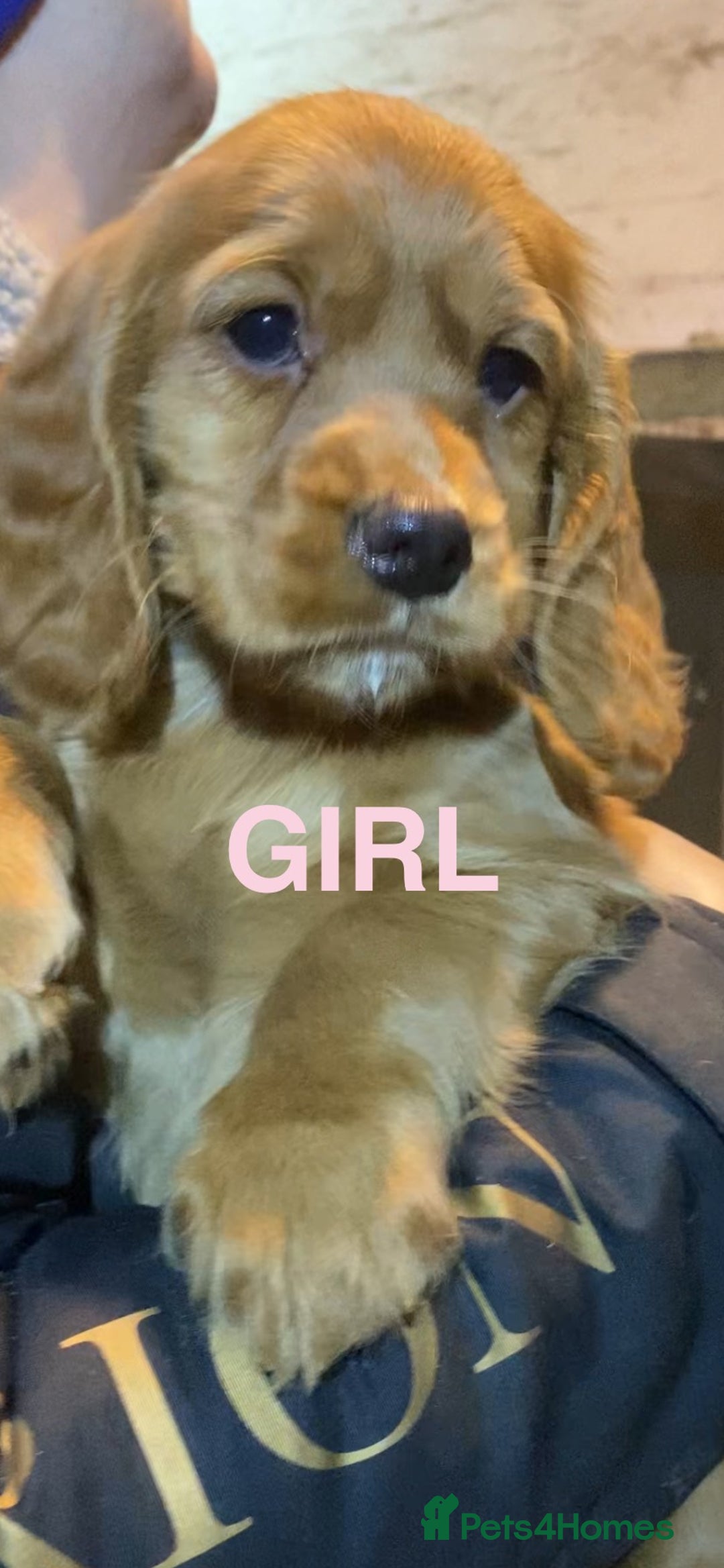 Cocker Spaniel dogs for sale: COCKER SPANIELS Fully Vaccinated Ready Now  - Advert 8