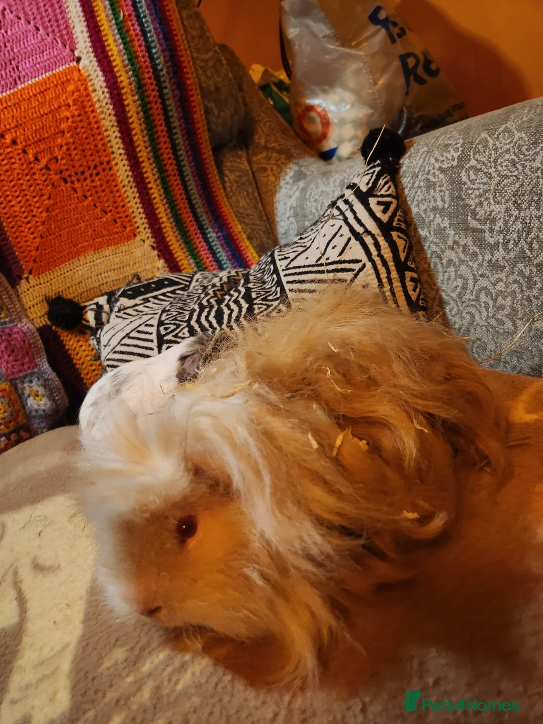 Guinea Pig rodents for sale: Gorgeous pair of guinea pig boars - Advert 6