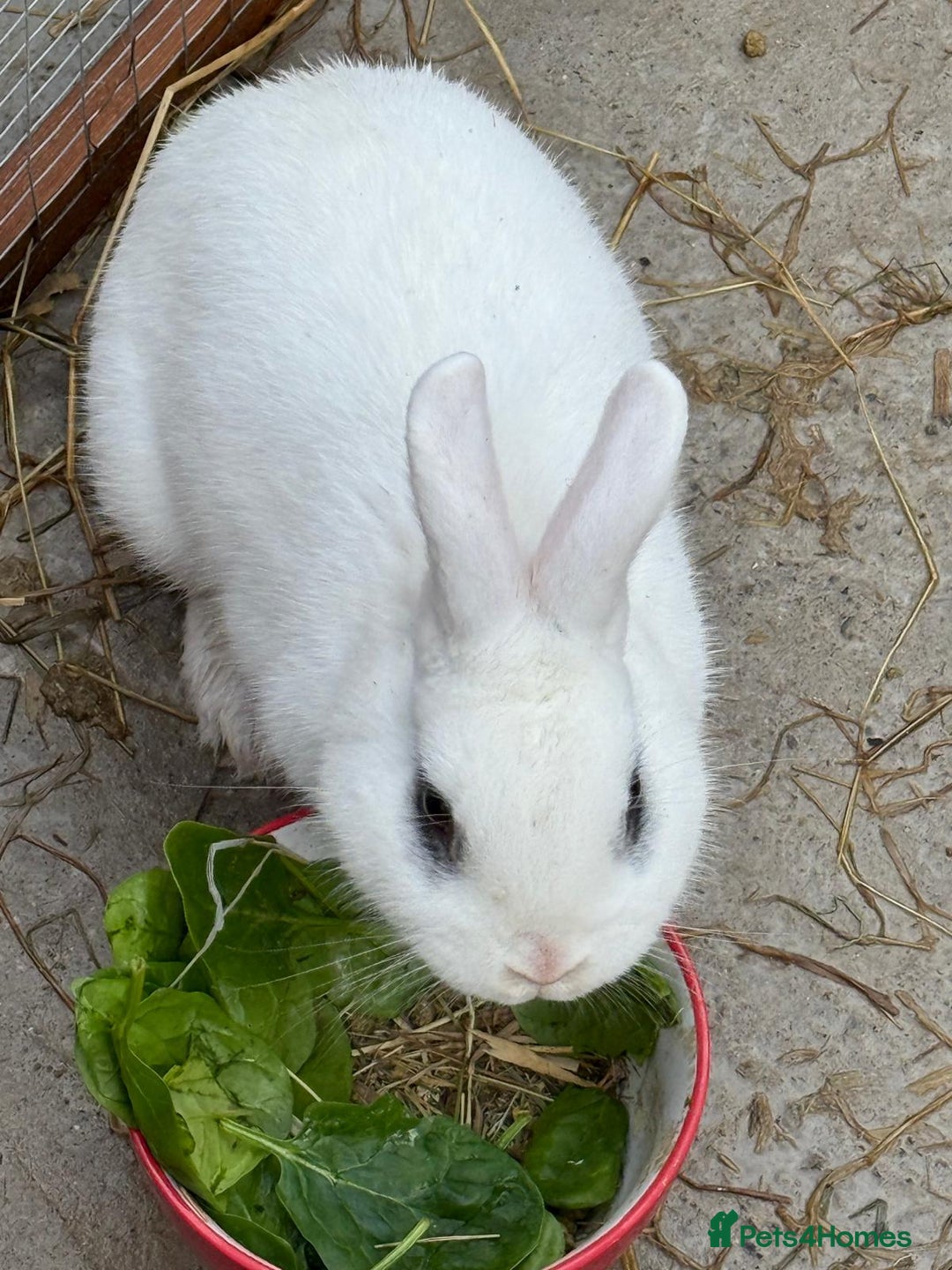 Mini Lop rabbits for sale: Selection of rabbits  - Advert 4