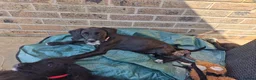 Mixed Breed dogs for sale: Boxer-Doodle • READY NOW - Advert 16