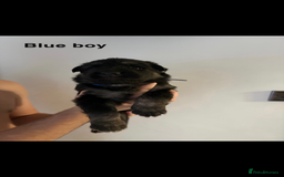 German Shepherd dogs for sale: German shepherd litter  - Image 7