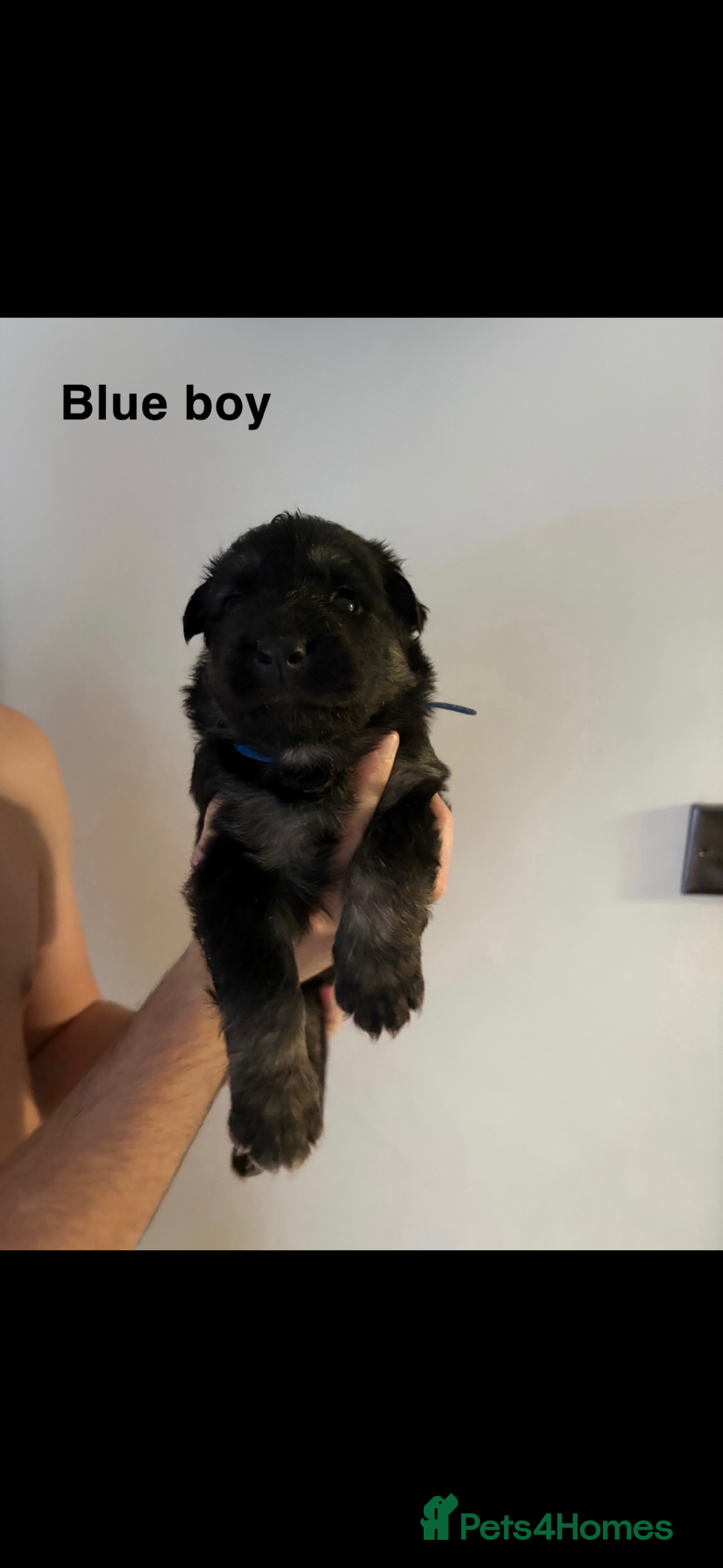 German Shepherd dogs for sale: German shepherd litter  - Image 7