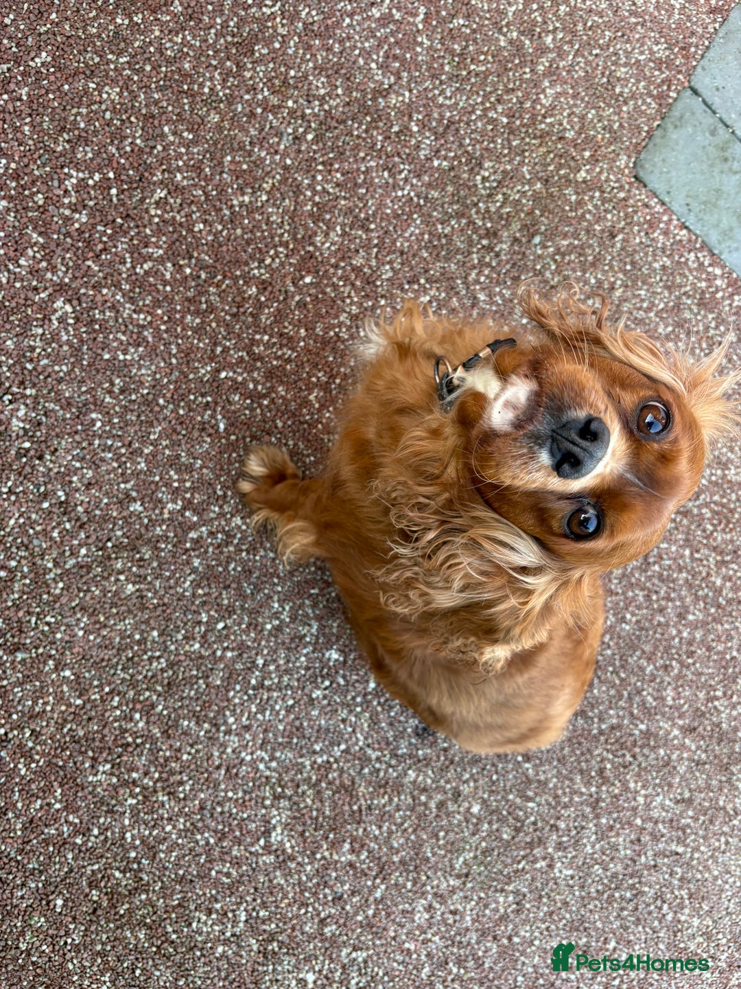 Cavalier King Charles Spaniel dogs for sale: Cavalier King Charles spaniel girl - Advert 5