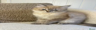 Ragdoll 1