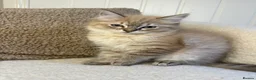 Ragdoll cats for sale: READY NOW! Female mink lynx kittens  - Advert 3
