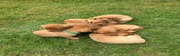 Labrador Retriever dogs for sale: ⭐️READY TO LEAVE NOW kcregistered Labrador puppies - Advert 33