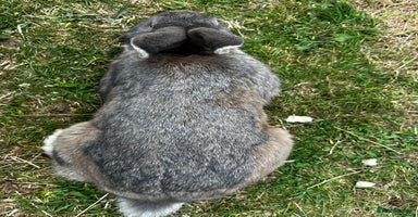 Mixed Breed rabbits - Advert 11