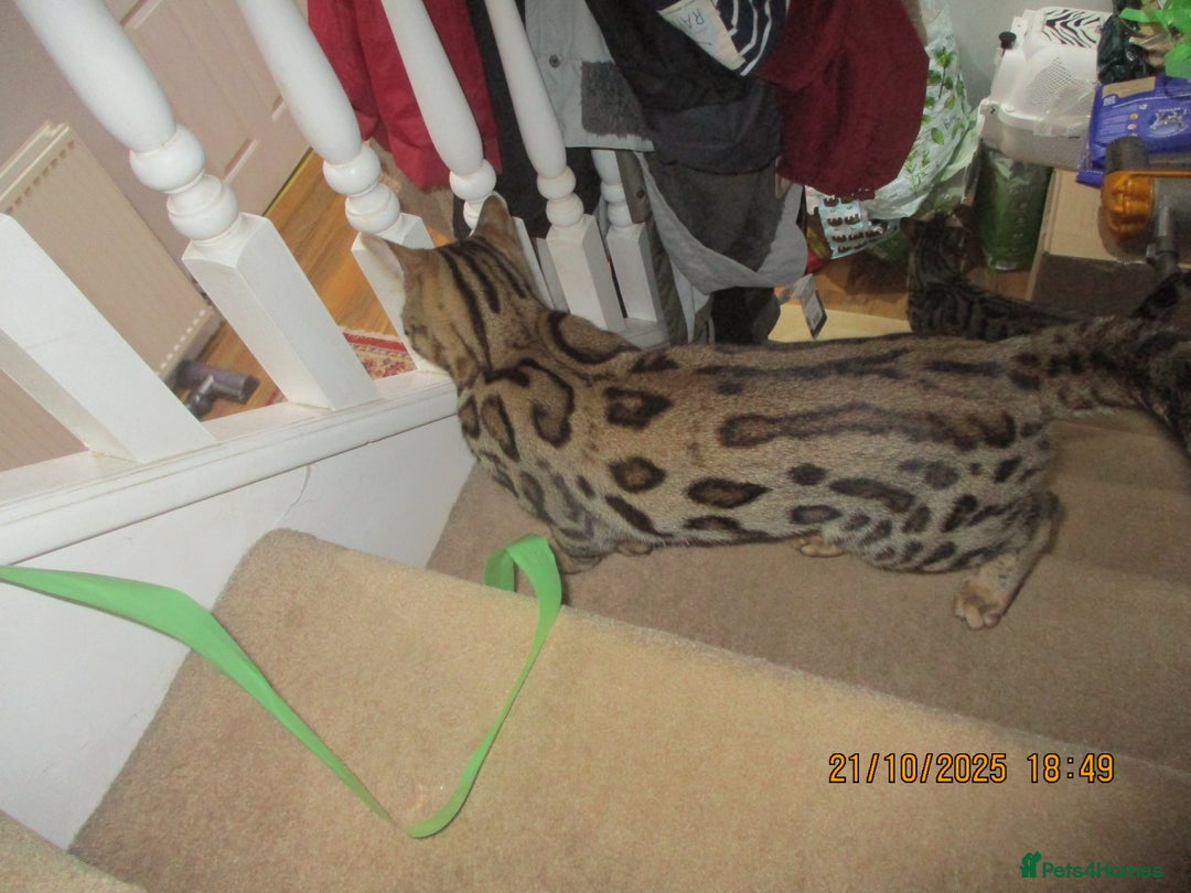 Bengal cats for sale: pedigree male bengals - Advert 19