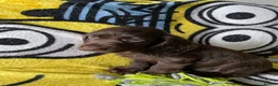 Cocker Spaniel dogs for sale: Cocker spaniel puppies  - Advert 1