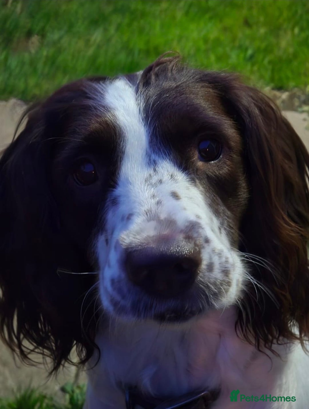 English Springer Spaniel dogs for sale: KC registered English Springer Spaniel puppies - Image 2