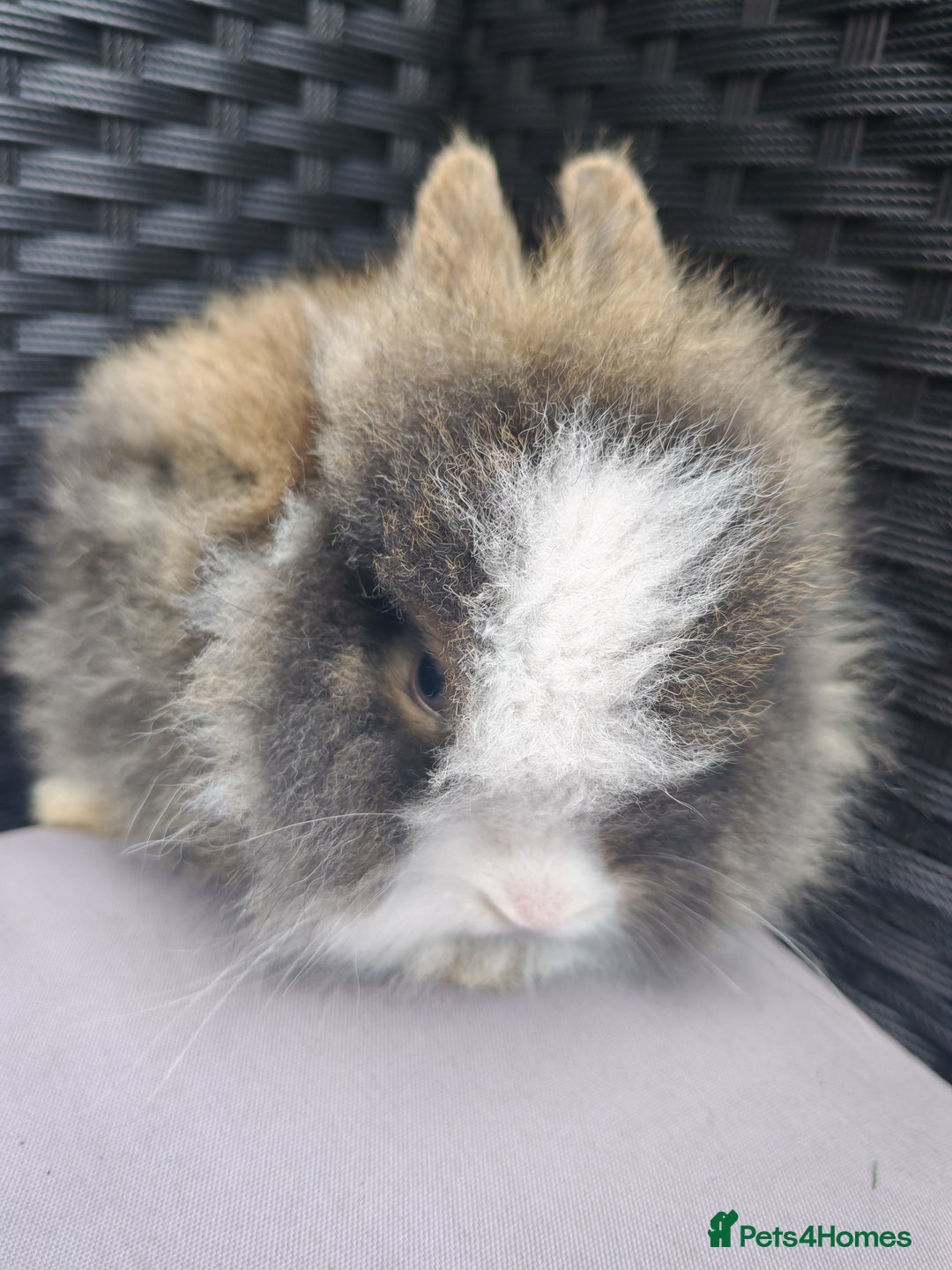 Lionhead rabbits for sale: 1 blue eyed white male left - Image 9