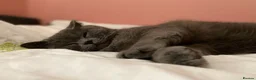 British Shorthair cats for sale: British shorthair male cat in London (6 years old) in London - Advert 7