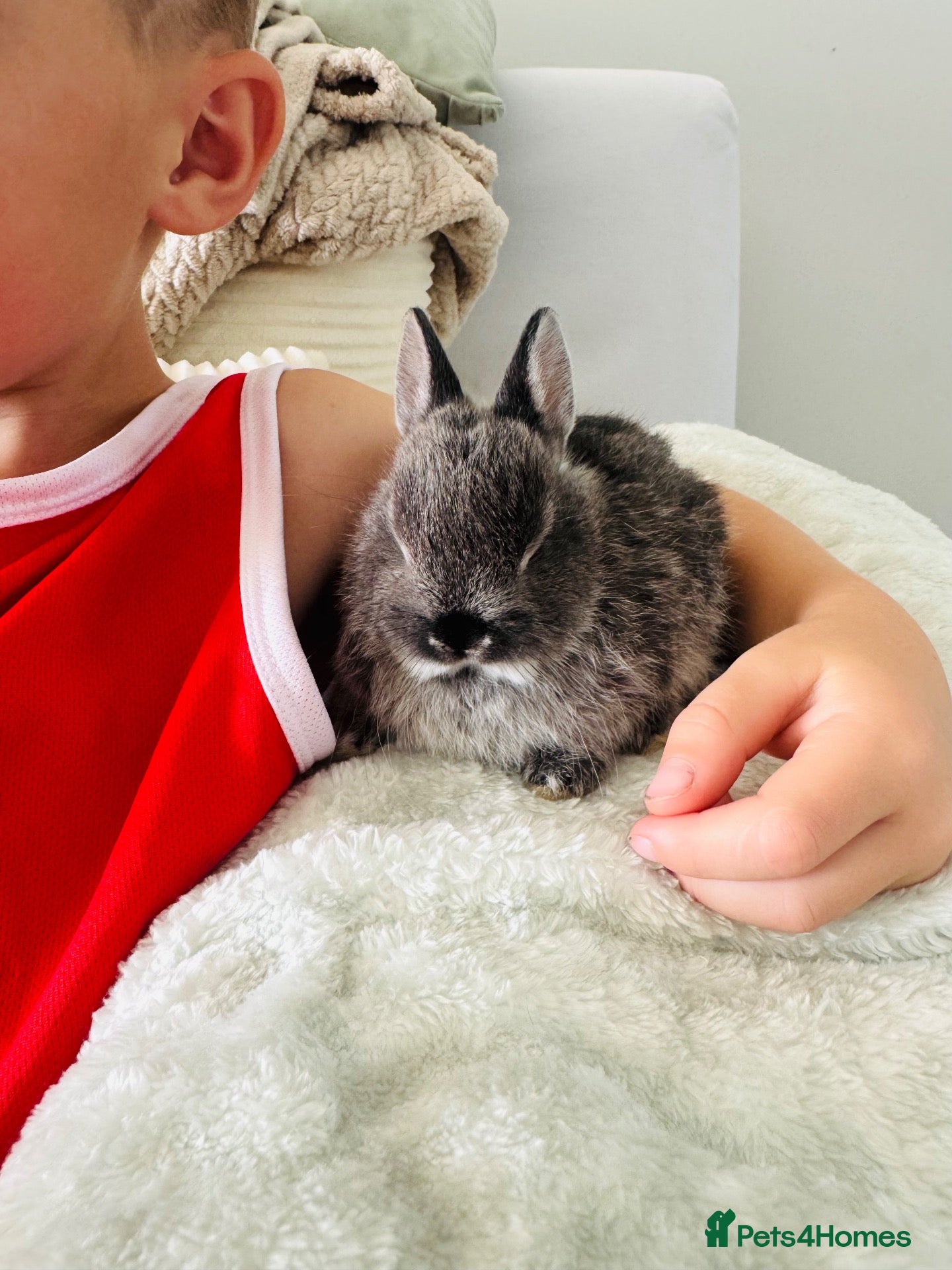 Netherland Dwarf rabbits *Quality* netherland dwarf bunnies  - Advert 11