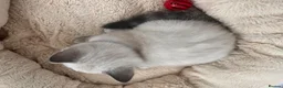 British Shorthair cats for sale: 🐾 GCCF Registered British Shorthair Kittens  - Advert 9