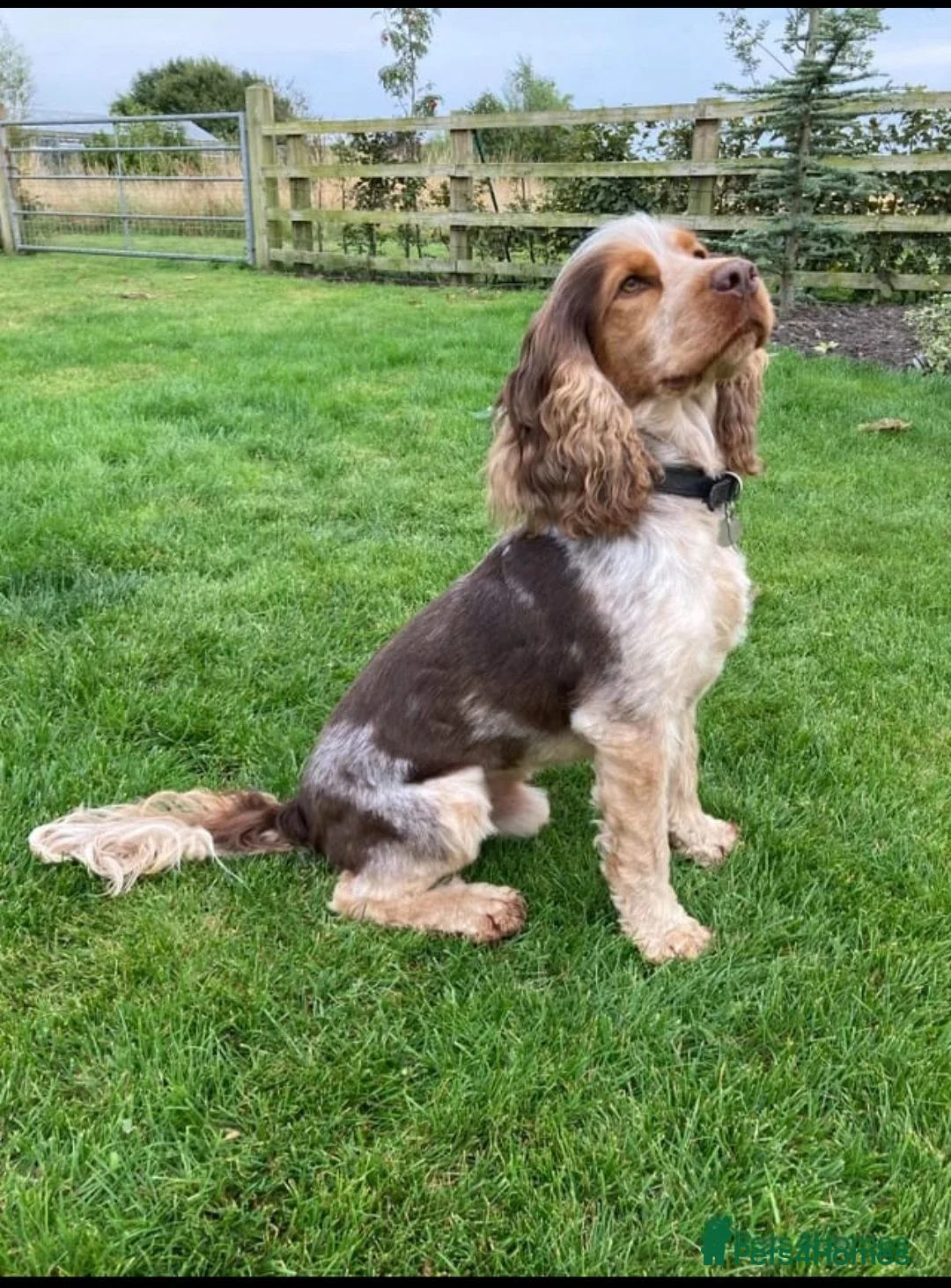 Cockapoo dogs for sale: 🐾 Beautiful F1 Cockapoo Puppies 🐾  - Advert 2