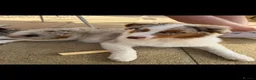 Australian Shepherd dogs for sale: Australian shepherd female red merle kc - Advert 4