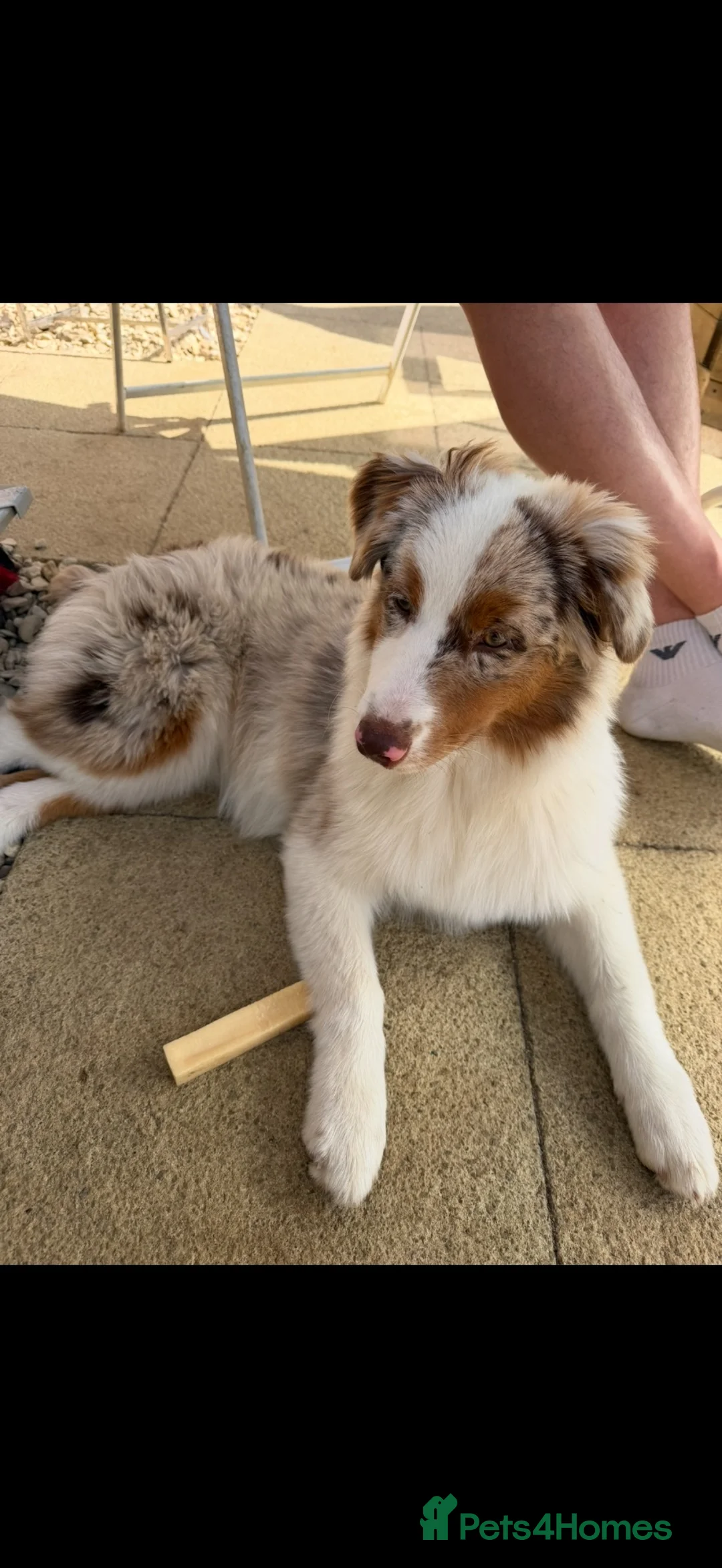 Australian Shepherd dogs for sale: Australian shepherd female red merle kc - Advert 4