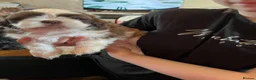 Shih Tzu dogs for sale: Adorable Shih Tzu puppies - Advert 17