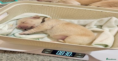 Golden Retriever dogs - Advert 1