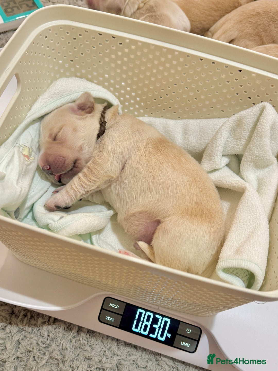 Golden Retriever dogs for sale: 🤍🧸 KC Pure Pedigree Home Raised GR Puppies - Image 4