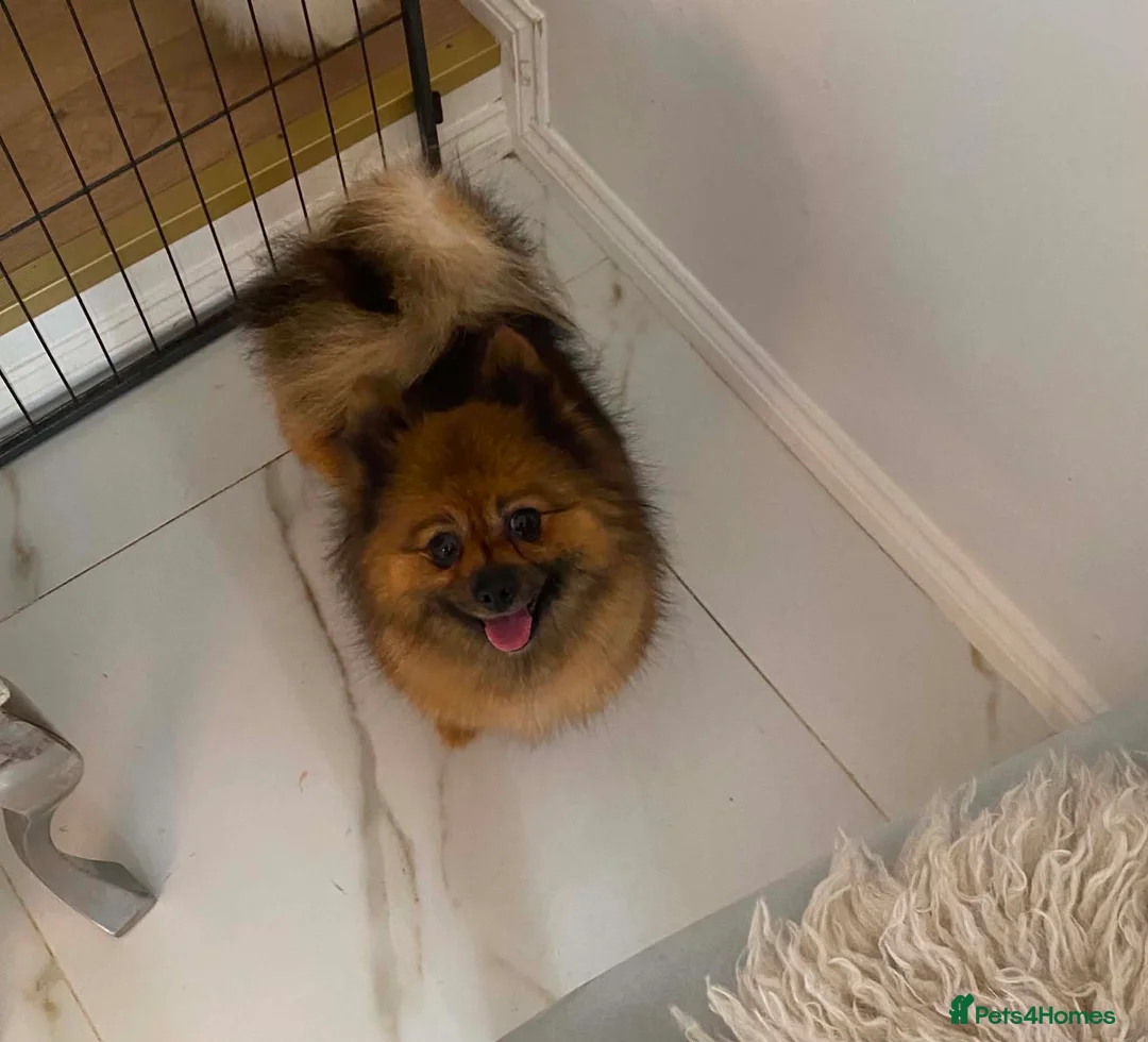 Pomeranian dogs for sale: Pomeranian girl  - Advert 1