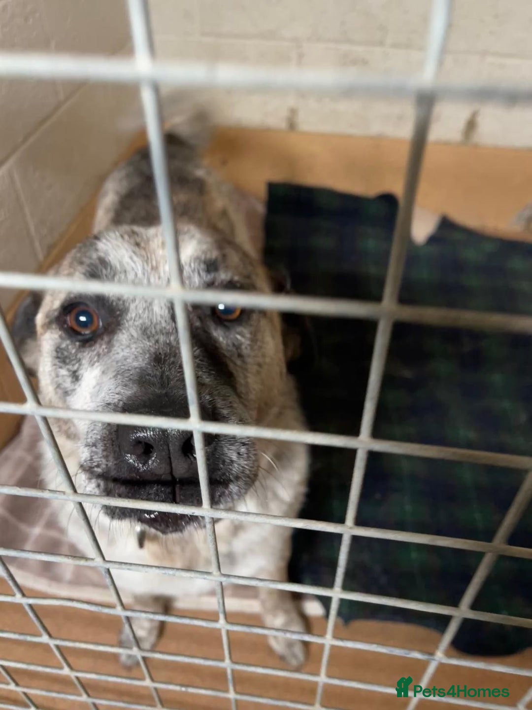 Mixed Breed dogs for adoption: JAMBO in Ashford - Image 1