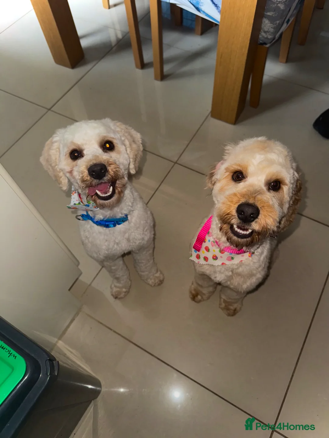 Cockapoo dogs for sale: 4 female cockapoos in Belfast - Advert 7