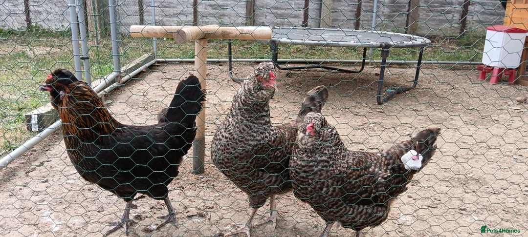 Chickens poultry for sale: Laying hens and set up for sale - Advert 1