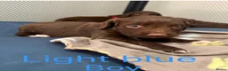 Sprocker dogs for sale: 6 beautiful F1 sprocker spaniels puppys in Wokingham - Advert 4