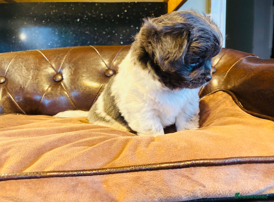 Chihuahua dogs for sale: Handsome long coat tiny chihuahua boy puppies  - Advert 9