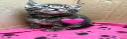 Mixed Breed cats for sale: Bengal X Kittens - Advert 6