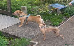 Italian Greyhound dogs for stud: Tiny stud with larger than life personality  - Image 9