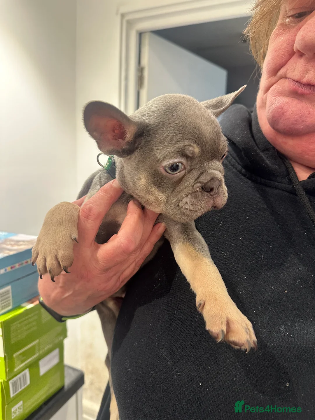 French Bulldog dogs for sale: KC registered French Bulldog Puppies - Advert 4