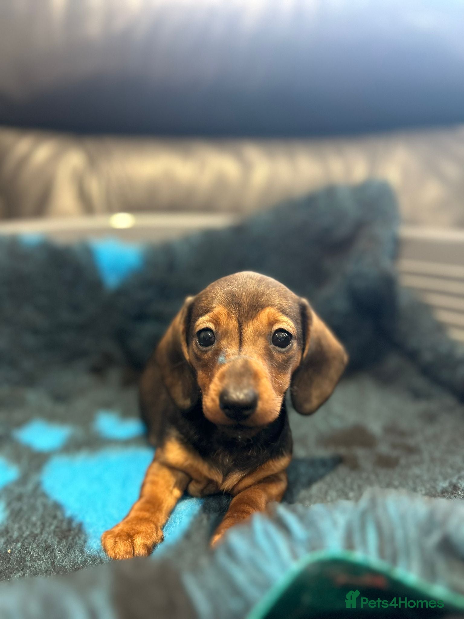Dachshund dogs KC Registered Miniature Smooth Haired Dachshund  - Advert 1