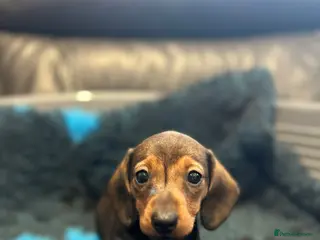 Dachshund dogs for sale: KC Registered Miniature Smooth Haired Dachshund - Advert 3