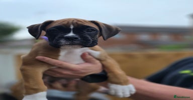 Boxer dogs - Advert 1