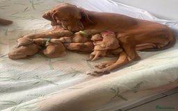 Hungarian Vizsla dogs for sale: 9 adorable Hungarian vizslas for sale - Image 6
